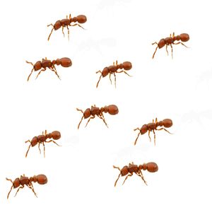 ابزار شوخی مدل مورچه مصنوعی بسته 9 عددی