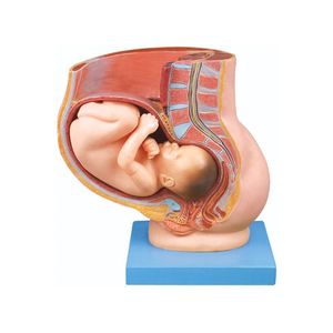 بازی آموزشی طرح مولاژ حاملگی جنین در رحم مدل asm63