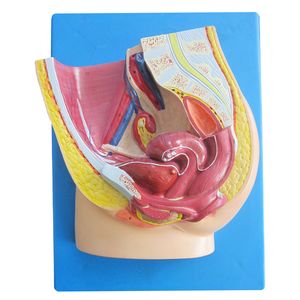 بازی آموزشی طرح مولاژ مقطع لگن خاصره زن مدل asm36