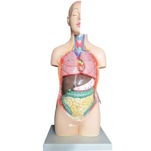 بازی آموزشی طرح مولاژ نیم تنه انسان مدل asm02