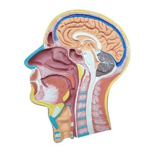 بازی آموزشی مدل  مولاژ مقطع میانی سر و گردن