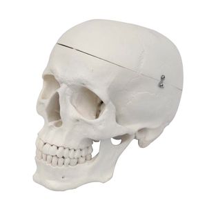 بازی آموزشی مدل مولاژ آناتومی جمجمه انسان کد skull n