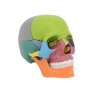 بازی آموزشی مدل مولاژ جمجمه انسان کد a013