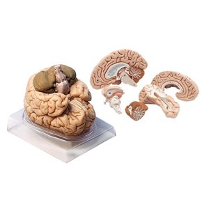 بازی آموزشی مدل مولاژ مغز انسان مدل 4parts کد a4