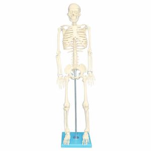 بازی آموزشی مولاژ اسکلت بدن انسان مدل skeleton85