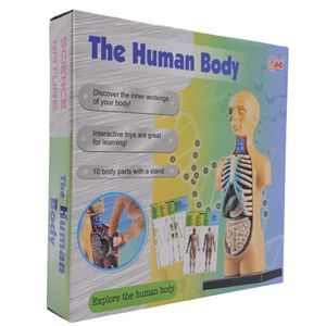بازی آموزشی ناب سل مدل مولاژ آناتومی اعضای بدن the human body