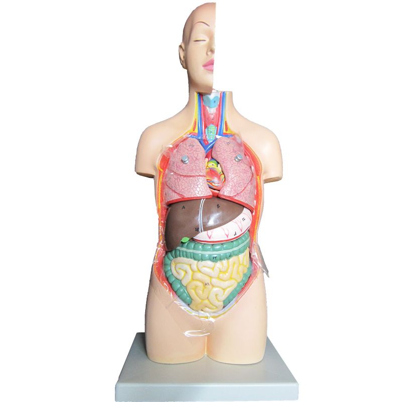 بازی آموزشی طرح مولاژ نیم تنه انسان مدل asm02
