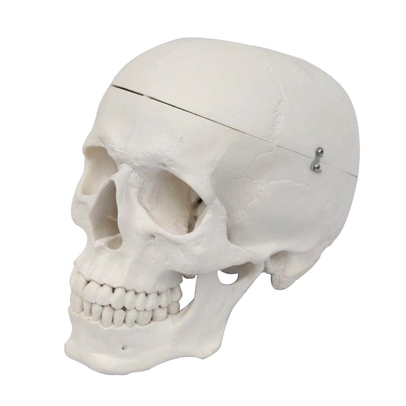 بازی آموزشی مدل مولاژ آناتومی جمجمه انسان کد skull n