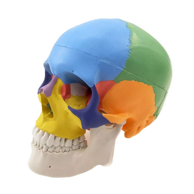 بازی آموزشی مدل مولاژ آناتومی جمجمه انسان کد skull
