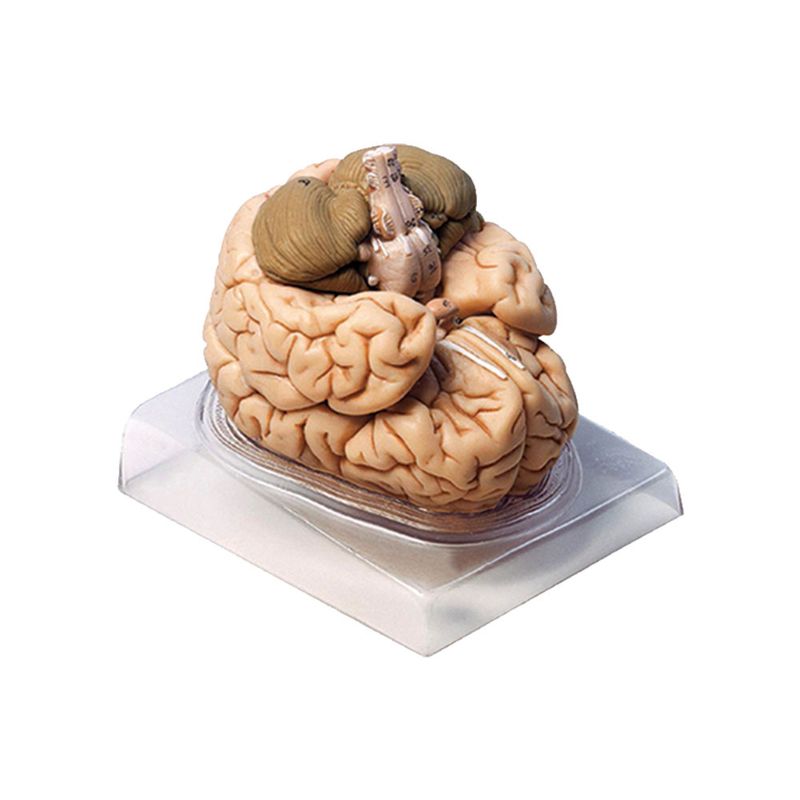 بازی آموزشی مدل مولاژ مغز انسان مدل 2parts کد a2