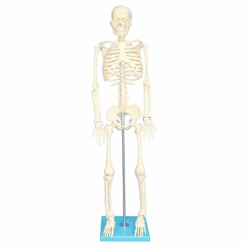 بازی آموزشی مولاژ اسکلت بدن انسان مدل skeleton85