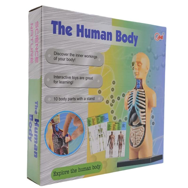 بازی آموزشی ناب سل مدل مولاژ آناتومی اعضای بدن the human body