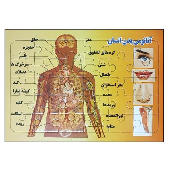 پازل 30 تکه مدل آناتومی بدن انسان مناسب برای گروه سنی 7 الی 12 سال